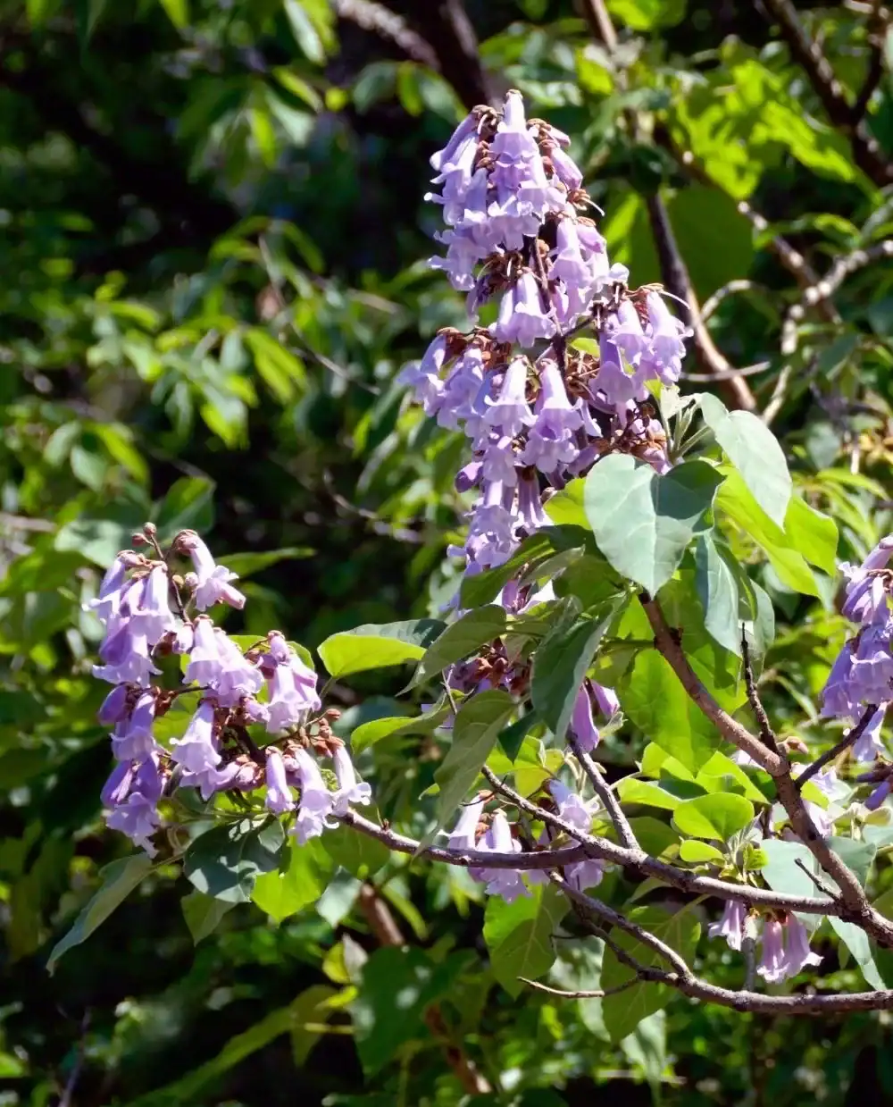 Flores de Cultivo sostenible de Paulownia